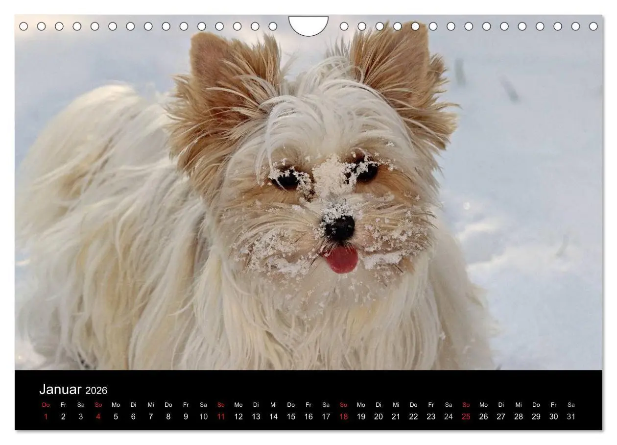 Bild: 9783516022148 | Mit dem Yorki durch das Jahr 2026 (Wandkalender 2026 DIN A4 quer),...
