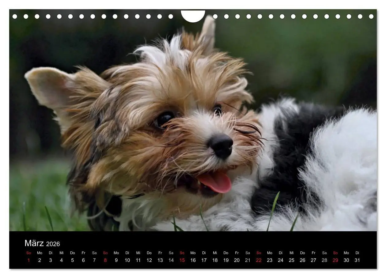 Bild: 9783516022148 | Mit dem Yorki durch das Jahr 2026 (Wandkalender 2026 DIN A4 quer),...