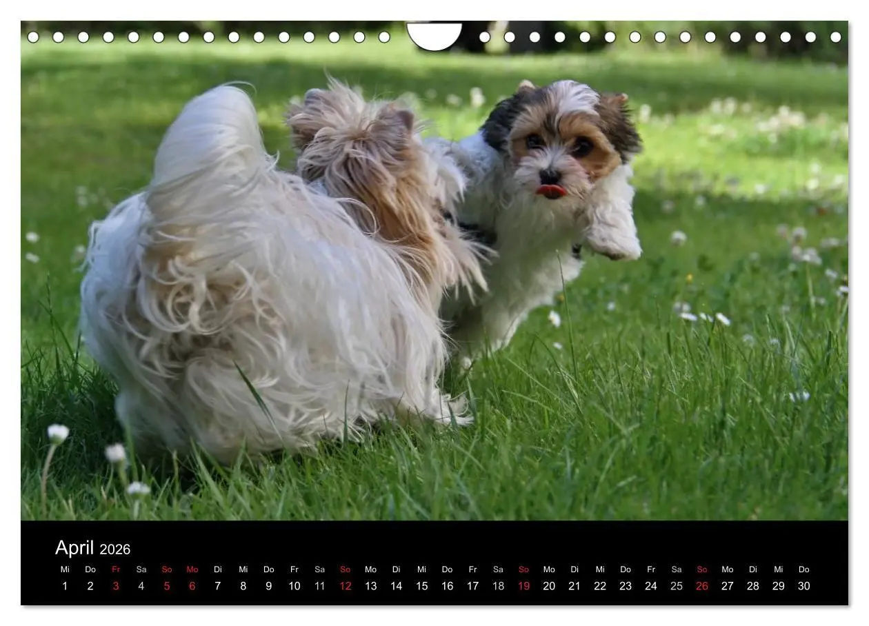 Bild: 9783516022148 | Mit dem Yorki durch das Jahr 2026 (Wandkalender 2026 DIN A4 quer),...