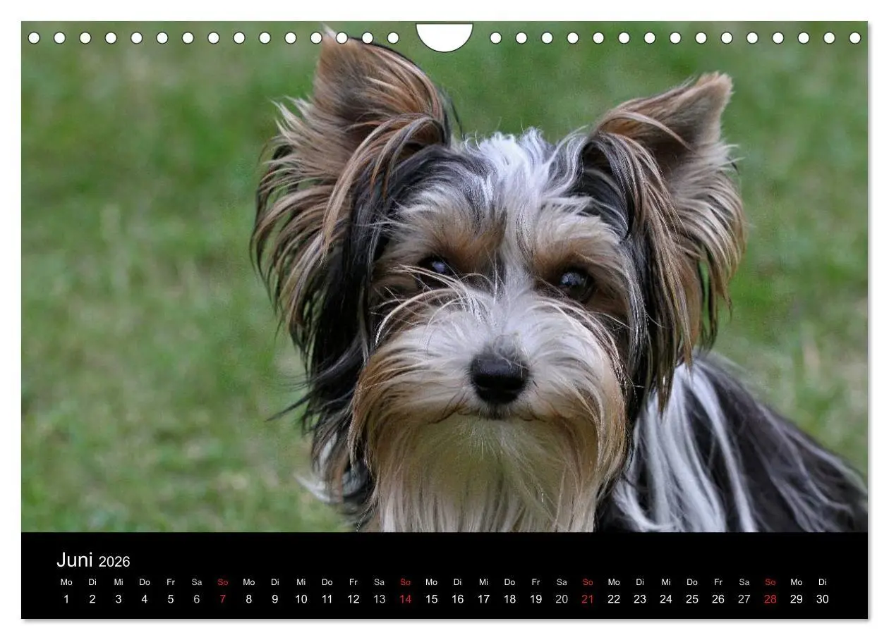 Bild: 9783516022148 | Mit dem Yorki durch das Jahr 2026 (Wandkalender 2026 DIN A4 quer),...