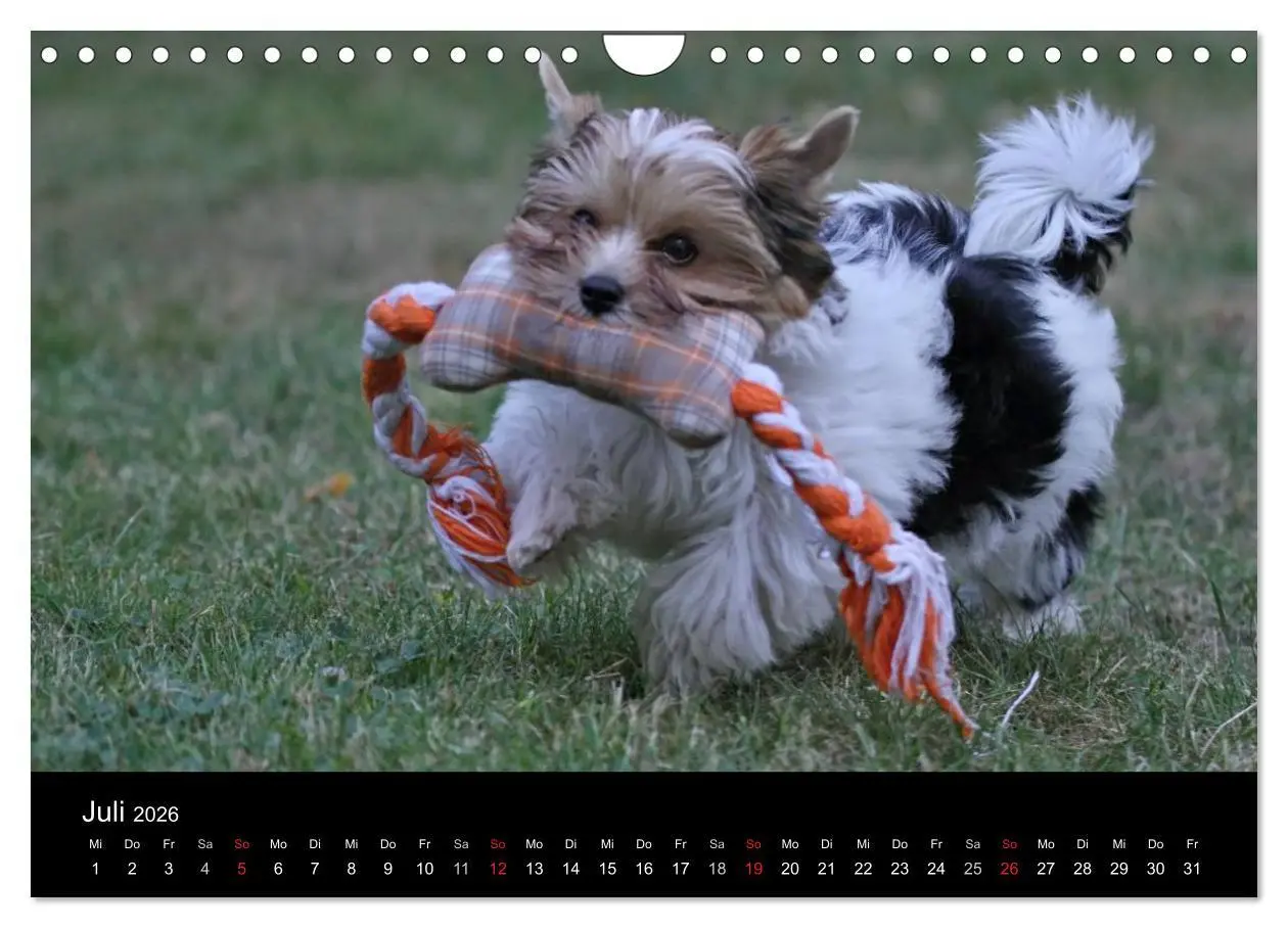 Bild: 9783516022148 | Mit dem Yorki durch das Jahr 2026 (Wandkalender 2026 DIN A4 quer),...