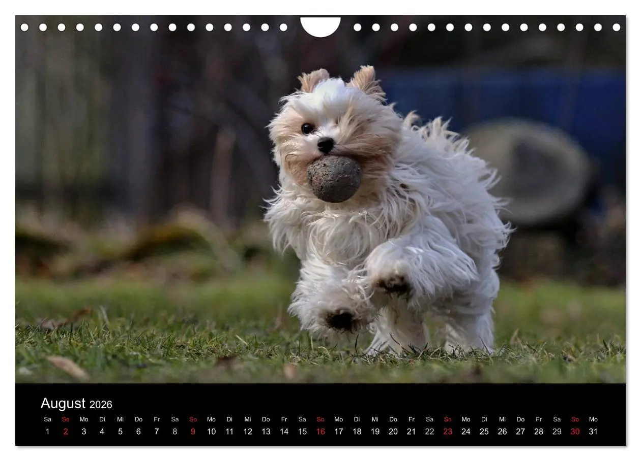 Bild: 9783516022148 | Mit dem Yorki durch das Jahr 2026 (Wandkalender 2026 DIN A4 quer),...