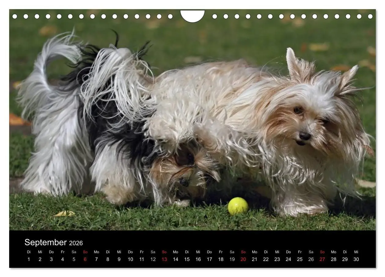 Bild: 9783516022148 | Mit dem Yorki durch das Jahr 2026 (Wandkalender 2026 DIN A4 quer),...