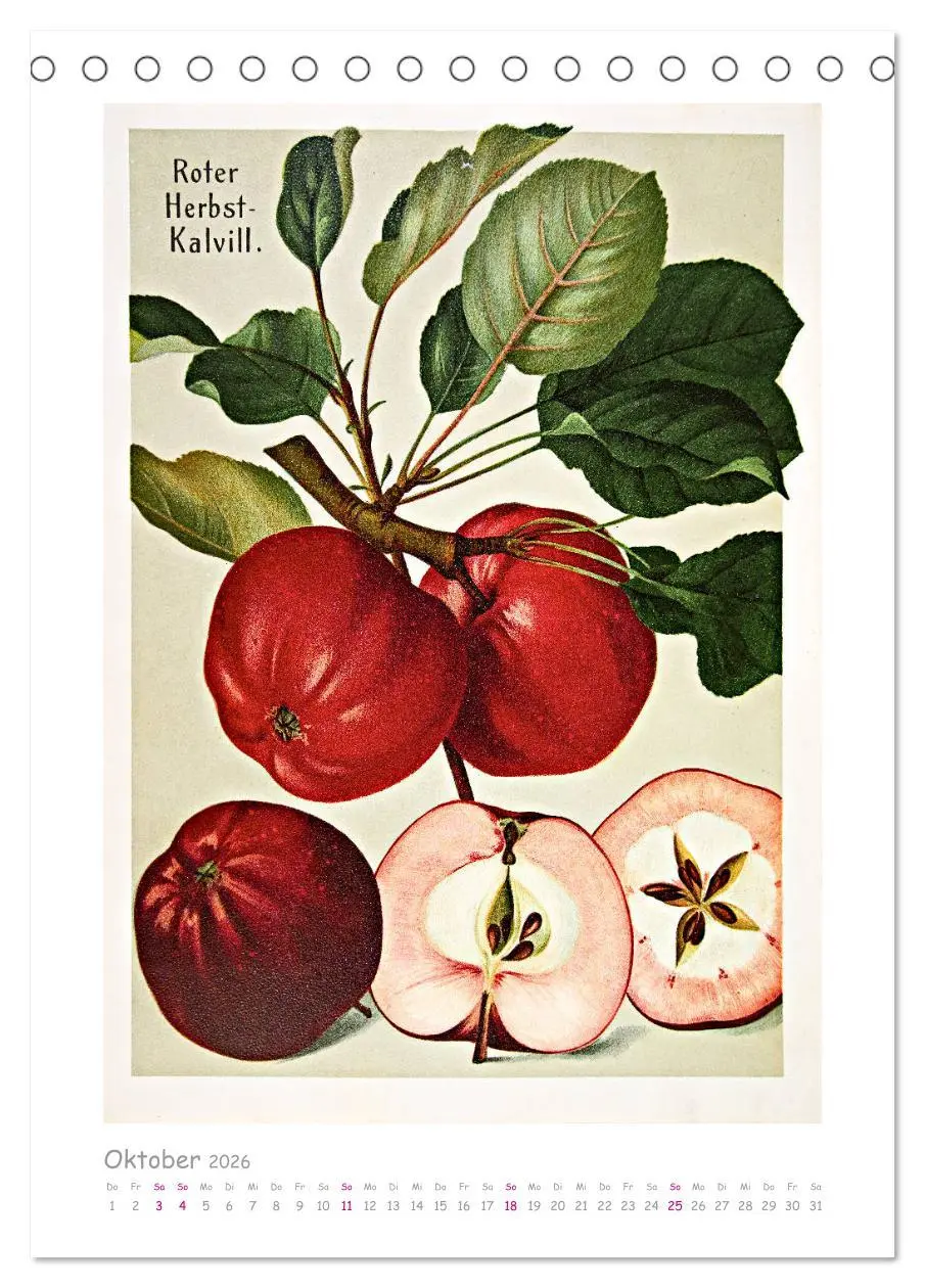 Bild: 9783516402148 | Äpfel/Appels. Alte ostfriesische Sorten (Tischkalender 2026 DIN A5...