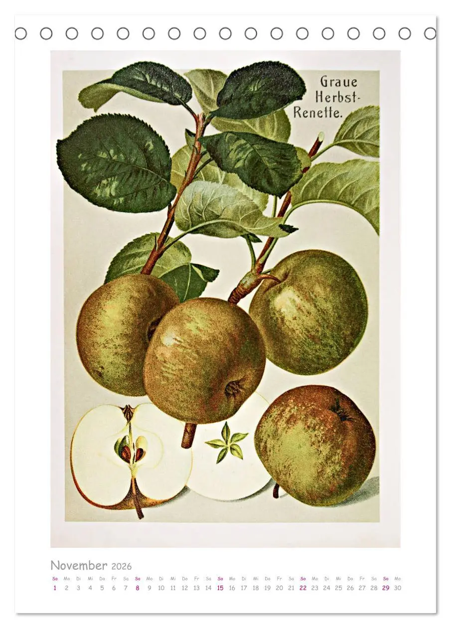Bild: 9783516402148 | Äpfel/Appels. Alte ostfriesische Sorten (Tischkalender 2026 DIN A5...