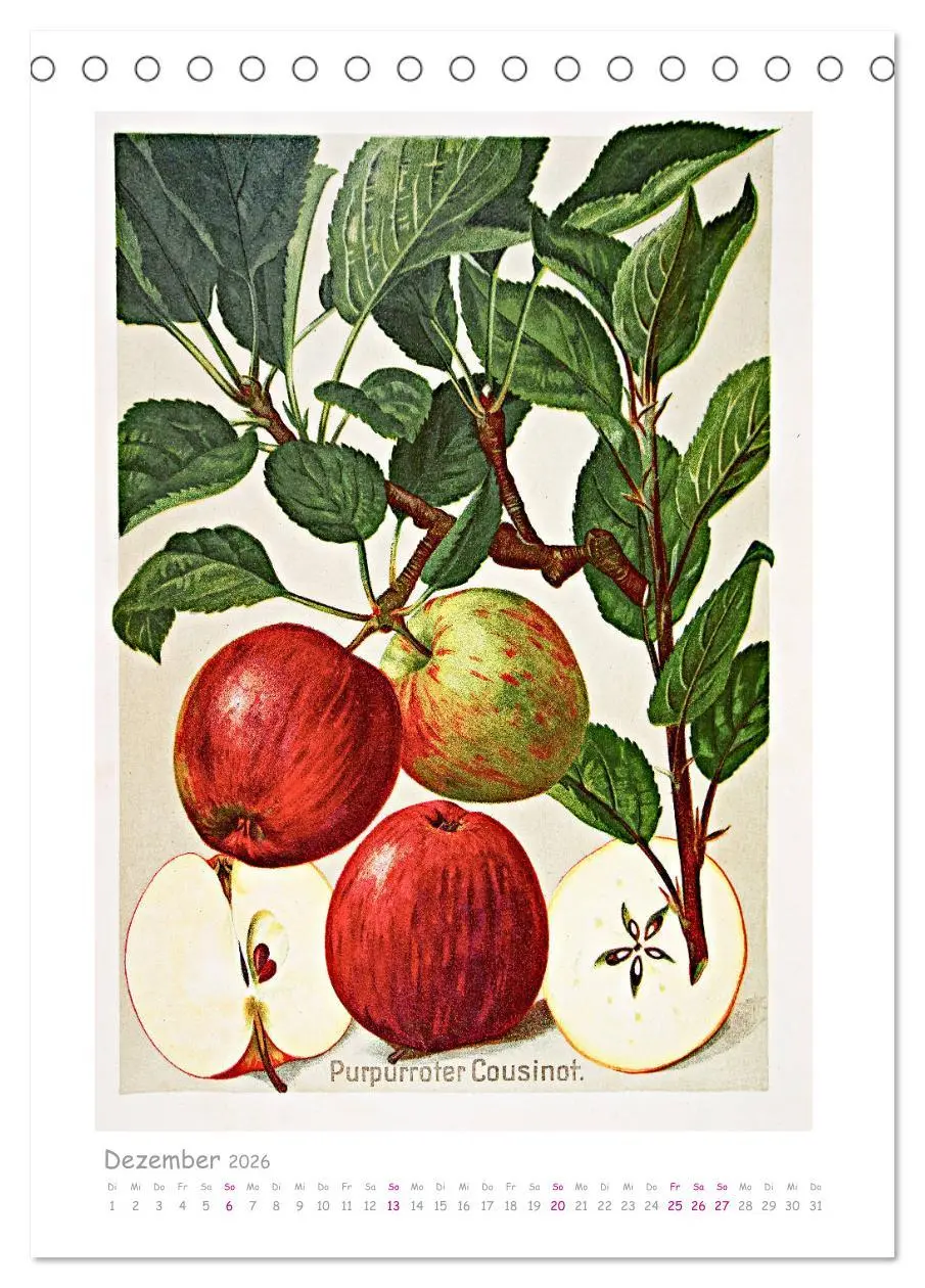 Bild: 9783516402148 | Äpfel/Appels. Alte ostfriesische Sorten (Tischkalender 2026 DIN A5...