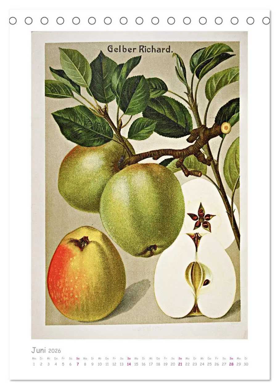 Bild: 9783516402148 | Äpfel/Appels. Alte ostfriesische Sorten (Tischkalender 2026 DIN A5...