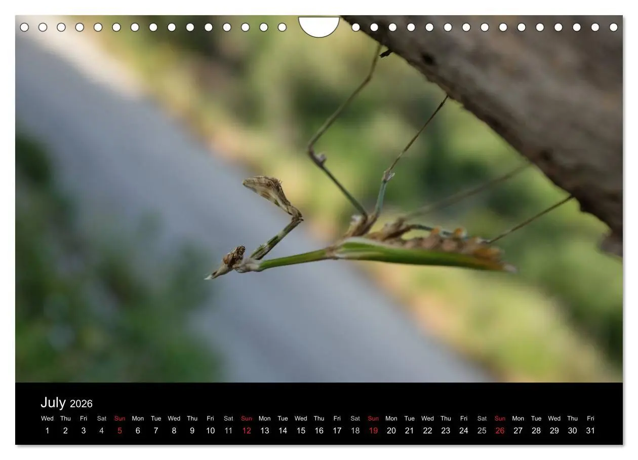 Bild: 9783516572148 | The Greek Island Of Ikaria (Wall Calendar 2026 DIN A4 landscape),...