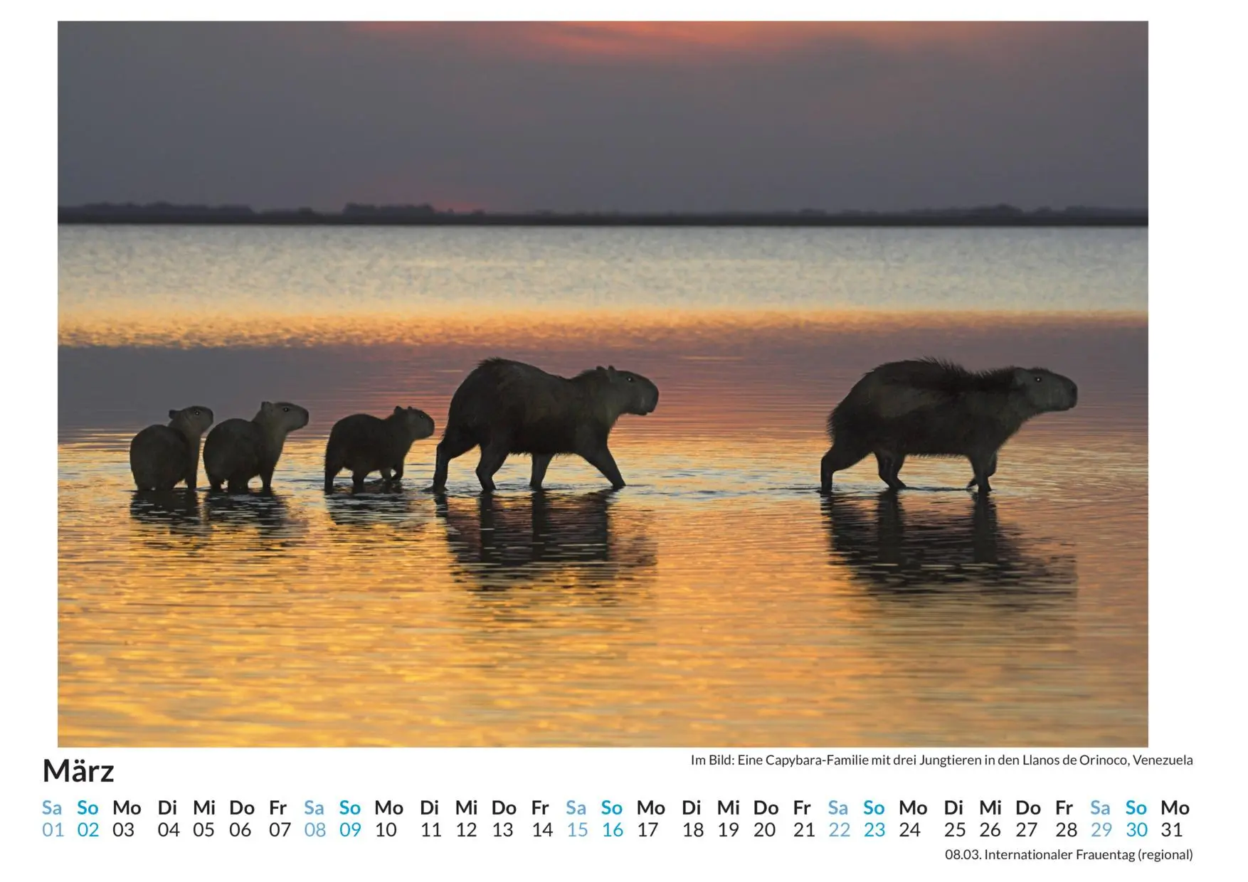 Bild: 9783759122148 | Nagetiere - (Wandkalender 2025, Kalender DIN A4 quer,...