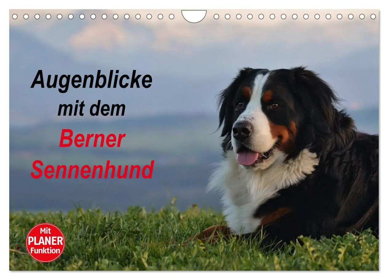 Cover: 9783516012248 | Augenblicke mit dem Berner Sennenhund (Wandkalender 2026 DIN A4...