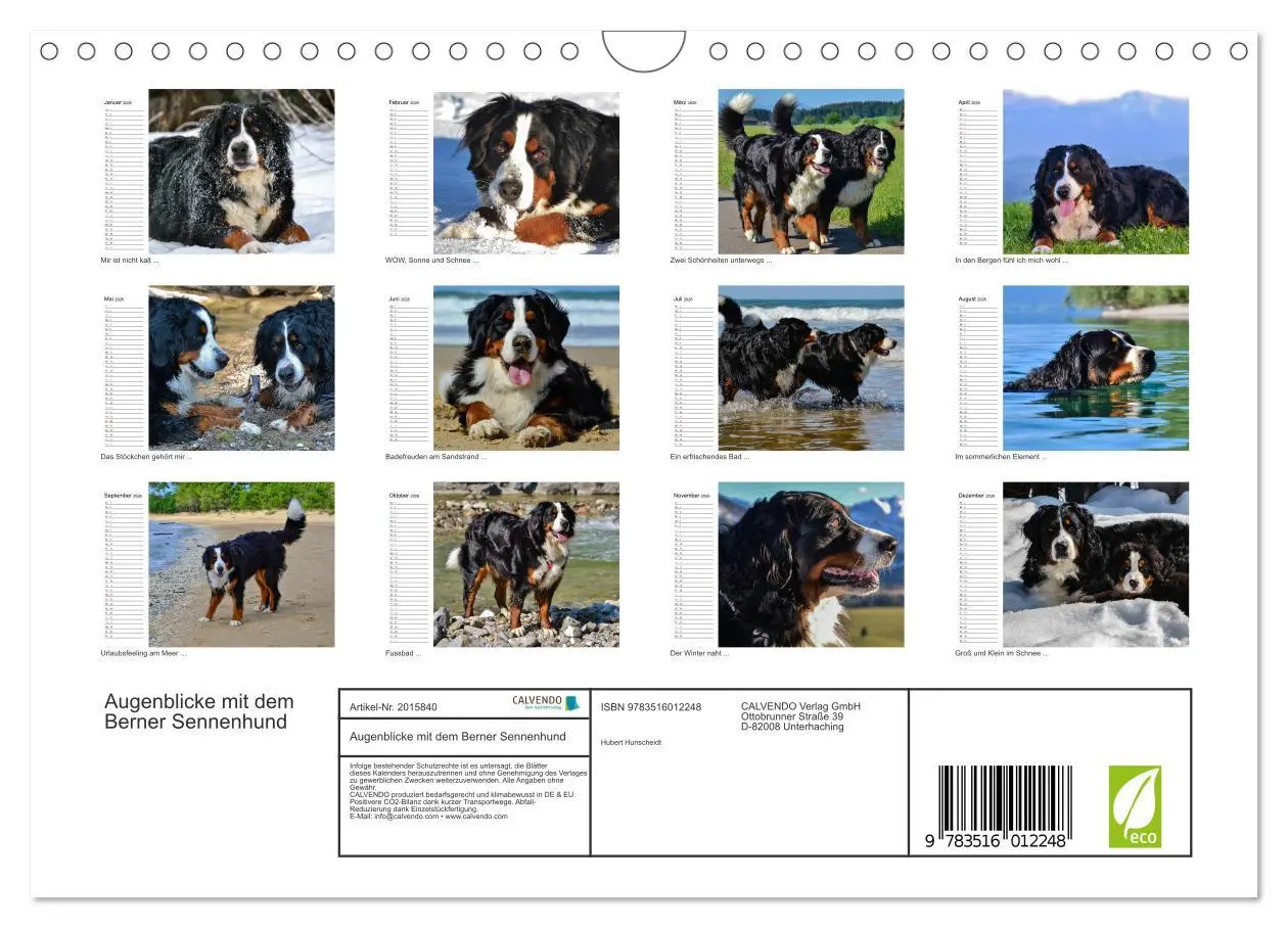Bild: 9783516012248 | Augenblicke mit dem Berner Sennenhund (Wandkalender 2026 DIN A4...