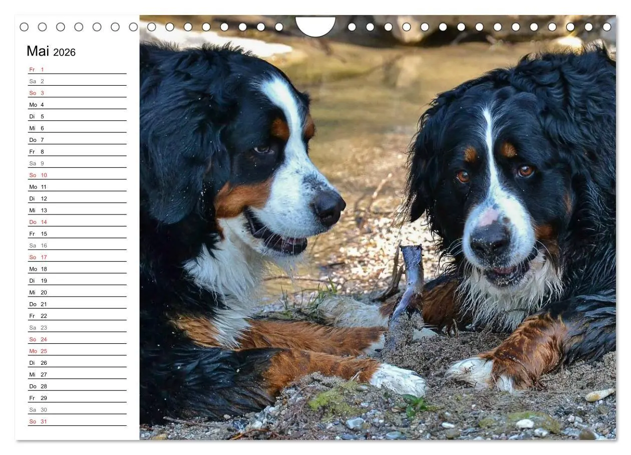 Bild: 9783516012248 | Augenblicke mit dem Berner Sennenhund (Wandkalender 2026 DIN A4...