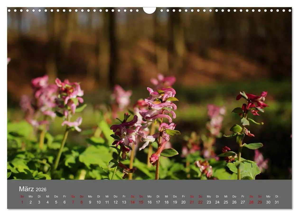 Bild: 9783457902448 | Wahner Heide - Aussichten und Begegnungen (Wandkalender 2026 DIN A3...