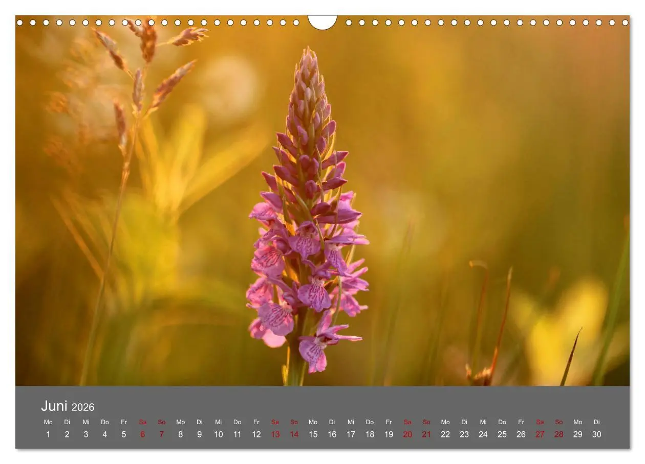 Bild: 9783457902448 | Wahner Heide - Aussichten und Begegnungen (Wandkalender 2026 DIN A3...