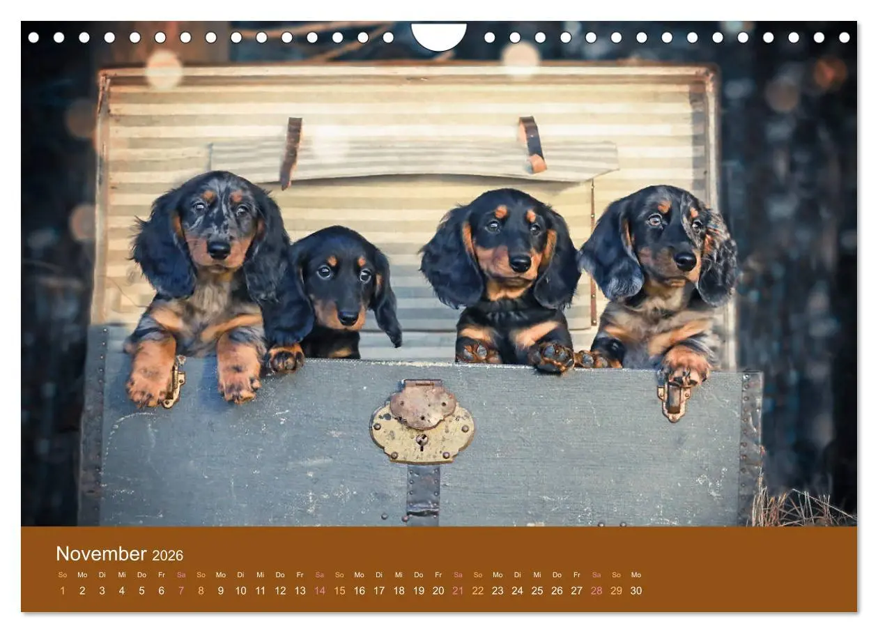 Bild: 9783457822548 | Der Dackel (Wandkalender 2026 DIN A4 quer), CALVENDO Monatskalender