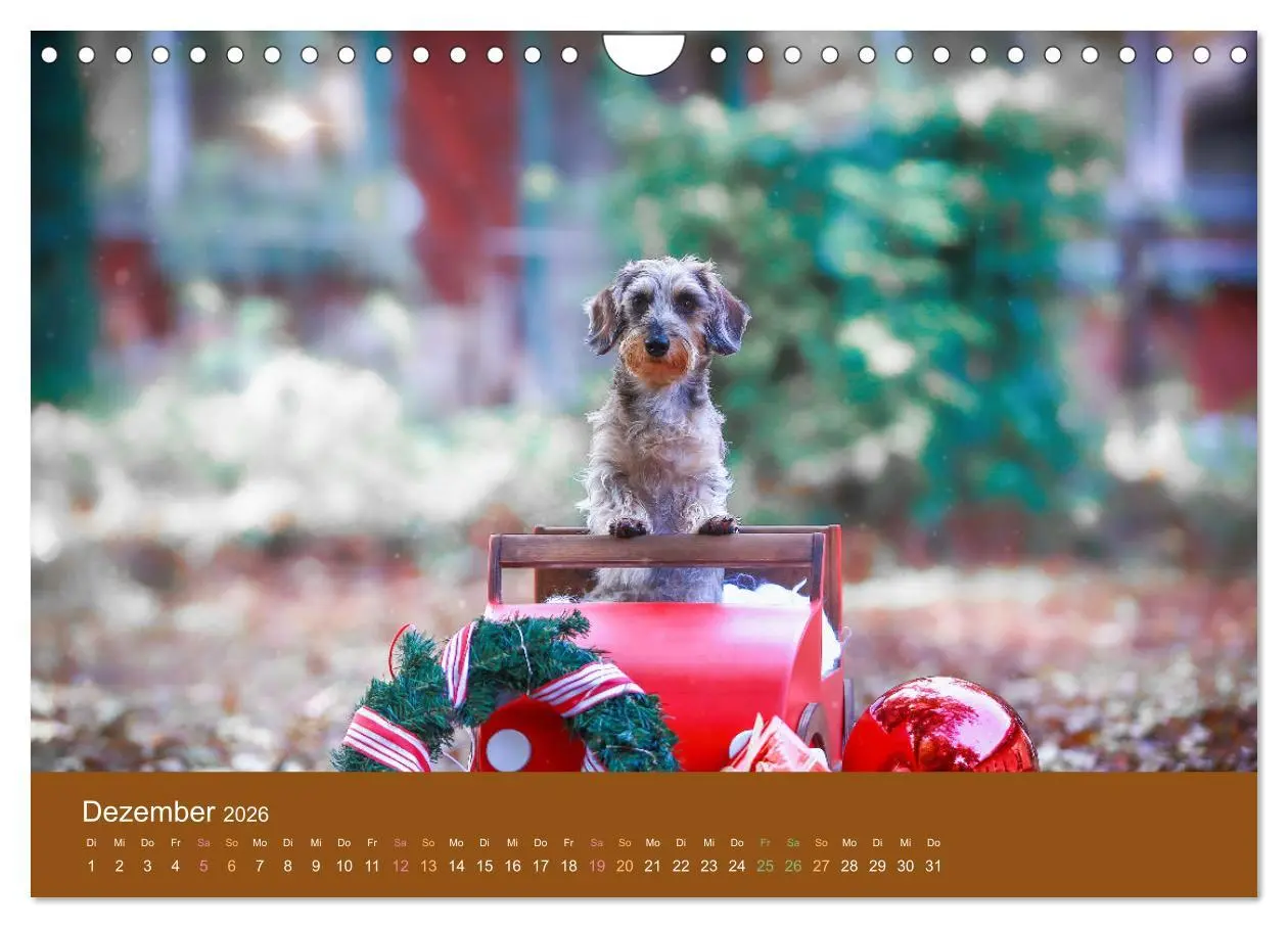 Bild: 9783457822548 | Der Dackel (Wandkalender 2026 DIN A4 quer), CALVENDO Monatskalender