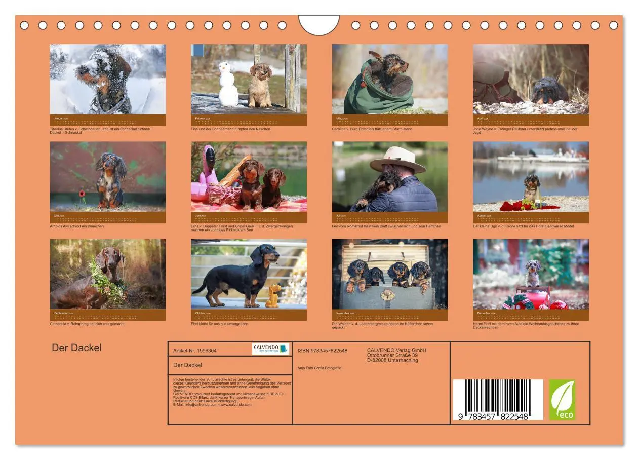 Bild: 9783457822548 | Der Dackel (Wandkalender 2026 DIN A4 quer), CALVENDO Monatskalender