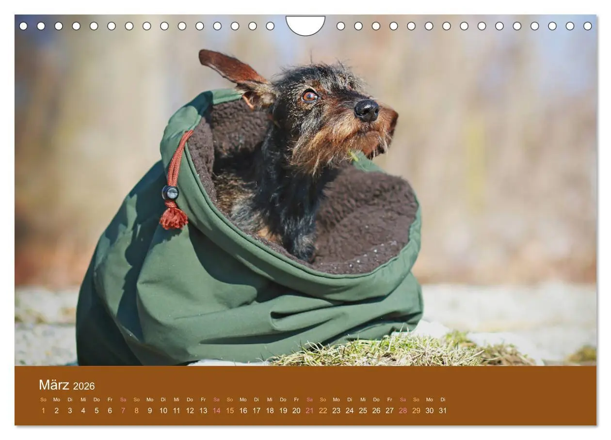 Bild: 9783457822548 | Der Dackel (Wandkalender 2026 DIN A4 quer), CALVENDO Monatskalender