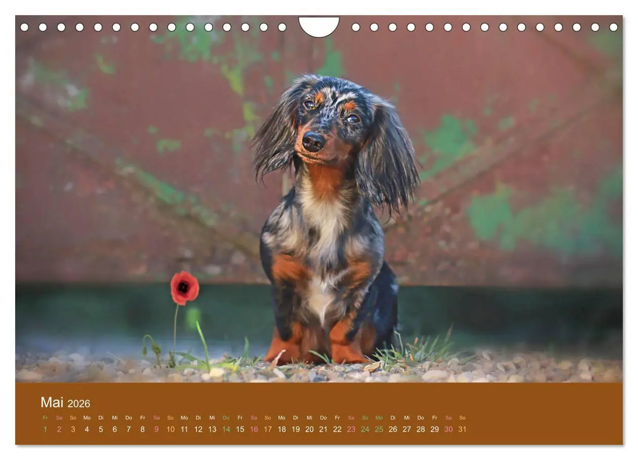 Bild: 9783457822548 | Der Dackel (Wandkalender 2026 DIN A4 quer), CALVENDO Monatskalender