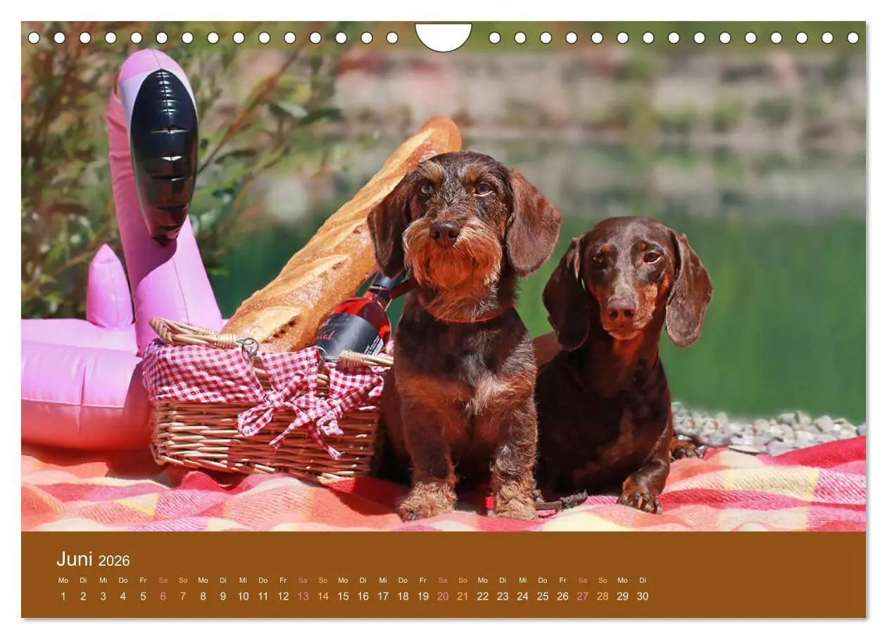 Bild: 9783457822548 | Der Dackel (Wandkalender 2026 DIN A4 quer), CALVENDO Monatskalender