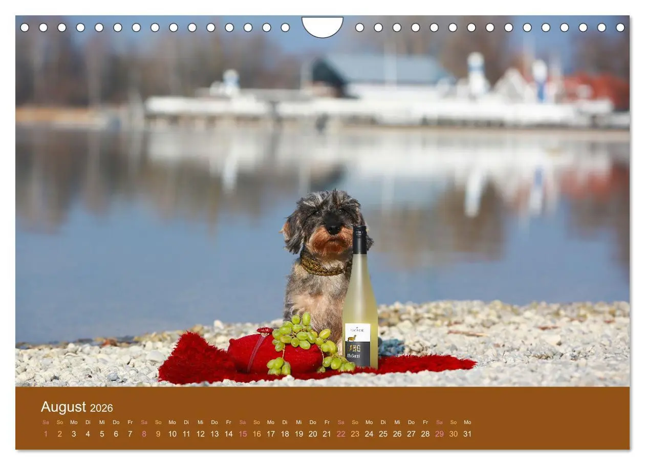 Bild: 9783457822548 | Der Dackel (Wandkalender 2026 DIN A4 quer), CALVENDO Monatskalender