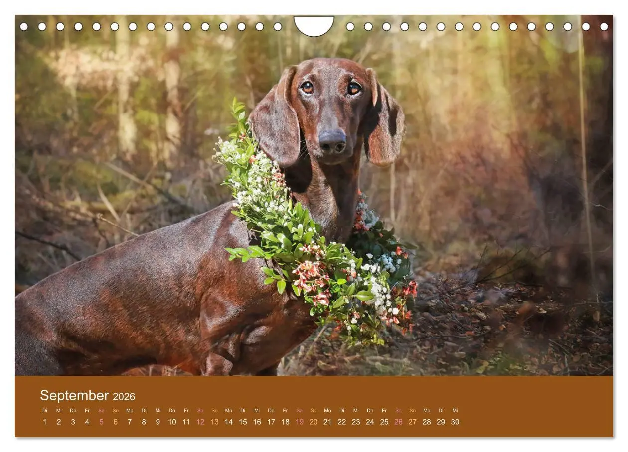 Bild: 9783457822548 | Der Dackel (Wandkalender 2026 DIN A4 quer), CALVENDO Monatskalender