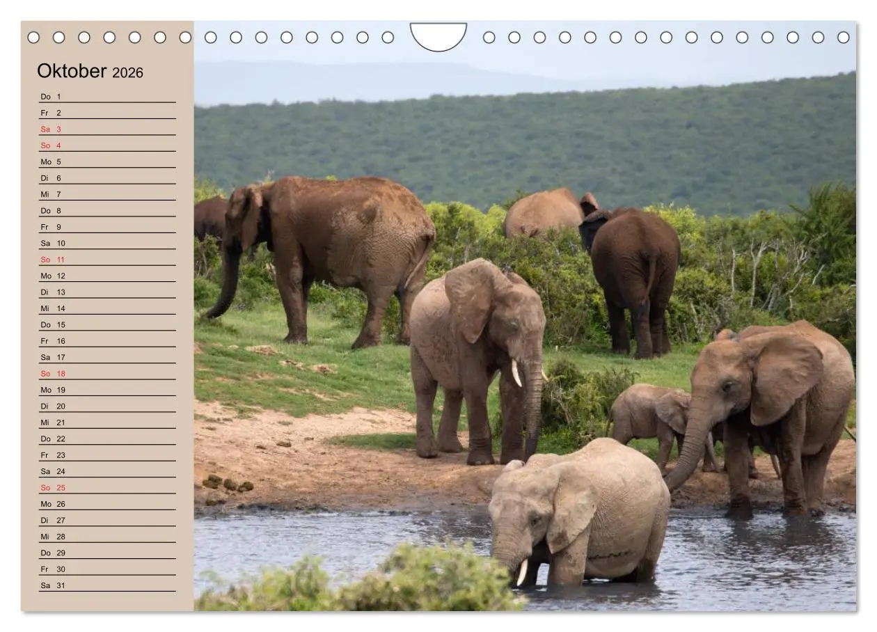 Bild: 9783457992548 | Elefanten. Sensible Rüsseltiere (Wandkalender 2026 DIN A4 quer),...