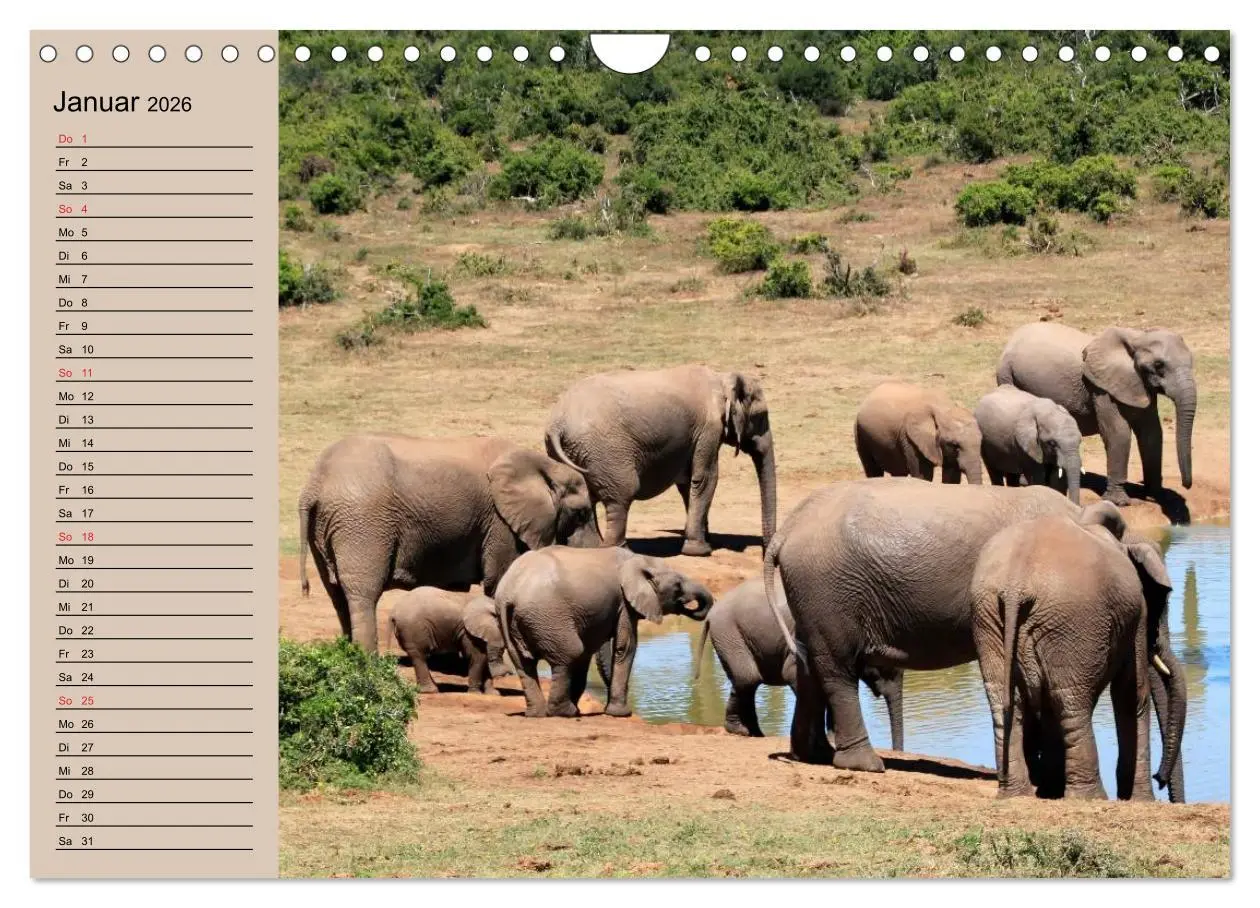 Bild: 9783457992548 | Elefanten. Sensible Rüsseltiere (Wandkalender 2026 DIN A4 quer),...