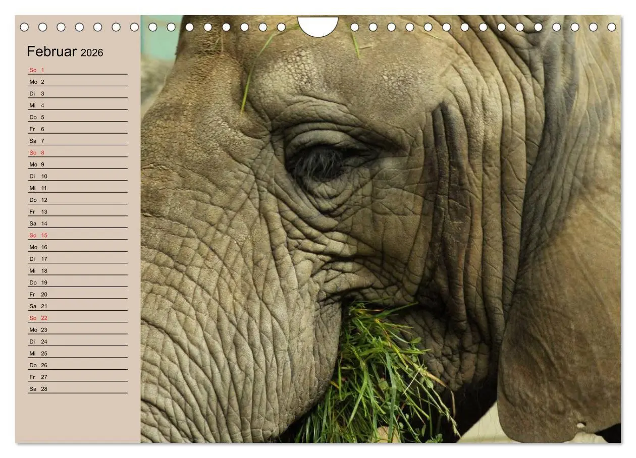 Bild: 9783457992548 | Elefanten. Sensible Rüsseltiere (Wandkalender 2026 DIN A4 quer),...
