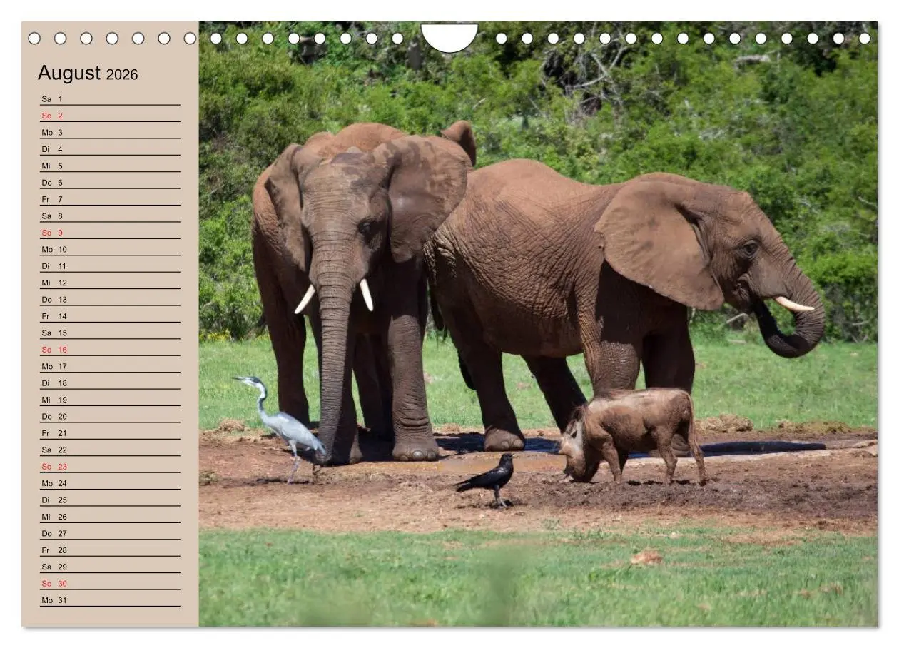 Bild: 9783457992548 | Elefanten. Sensible Rüsseltiere (Wandkalender 2026 DIN A4 quer),...