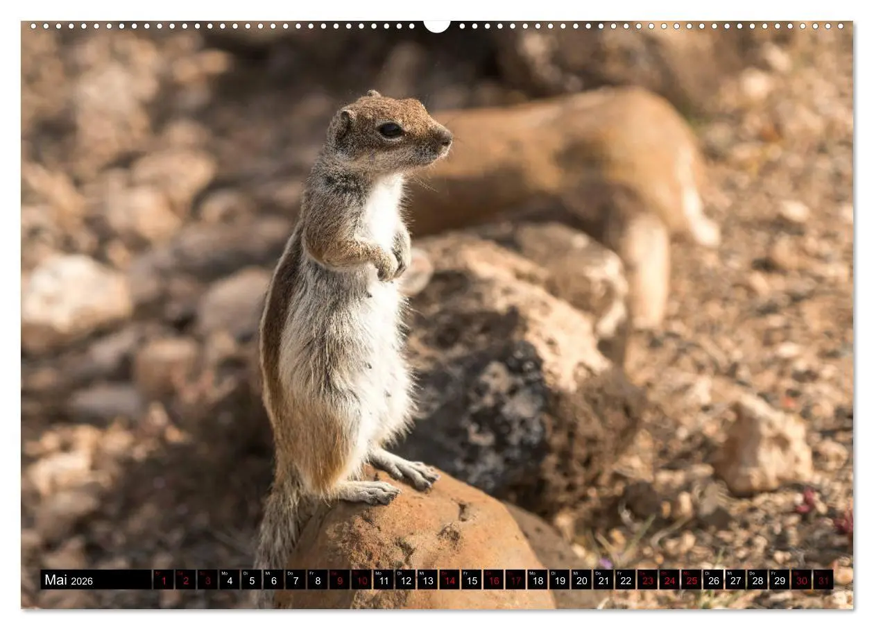 Bild: 9783457742648 | Fuerteventura (hochwertiger Premium Wandkalender 2026 DIN A2 quer),...