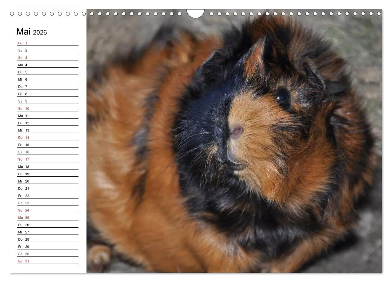 Bild: 9783516142648 | Meerschweinchen Niedliche Herzensbrecher (Wandkalender 2026 DIN A3...