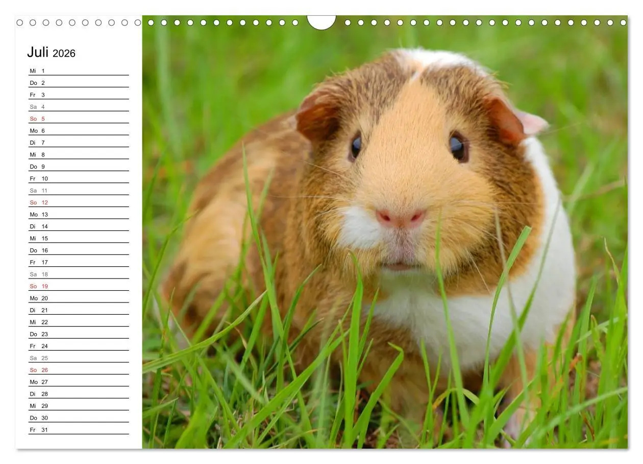Bild: 9783516142648 | Meerschweinchen Niedliche Herzensbrecher (Wandkalender 2026 DIN A3...