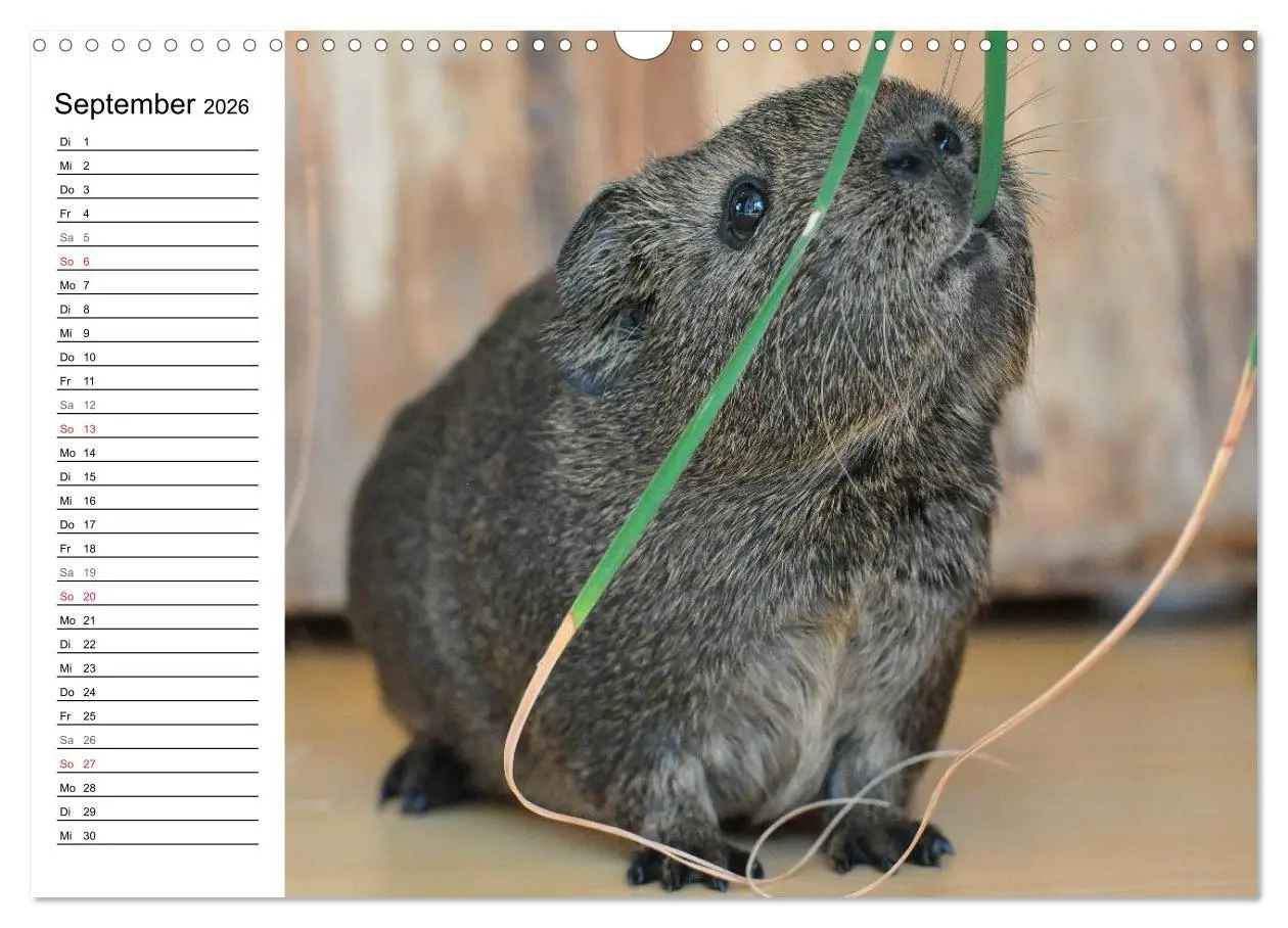 Bild: 9783516142648 | Meerschweinchen Niedliche Herzensbrecher (Wandkalender 2026 DIN A3...