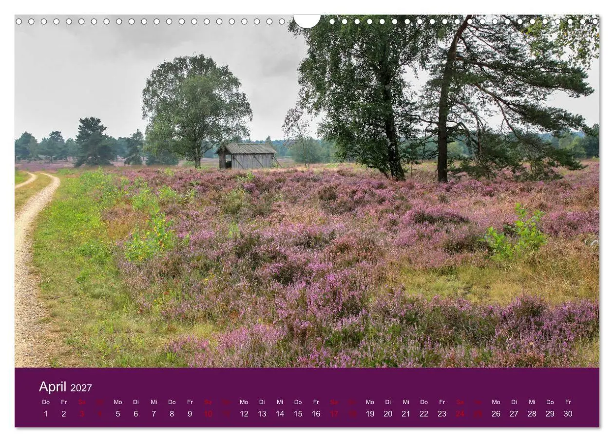 Bild: 9783569842748 | Die Heide blüht (Wandkalender 2027 DIN A3 quer), CALVENDO...