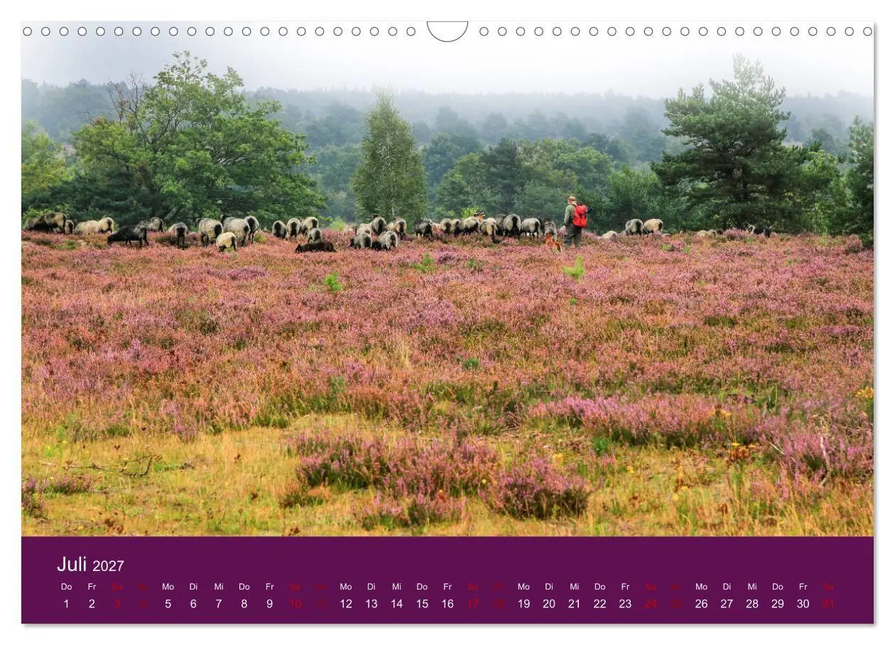 Bild: 9783569842748 | Die Heide blüht (Wandkalender 2027 DIN A3 quer), CALVENDO...