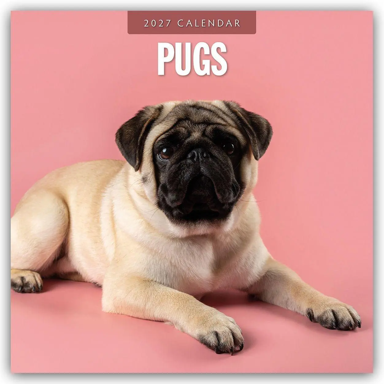 Cover: 9781837012848 | Pugs - Mops 2027 - 16-Monatskalender | Robin Red | Kalender | 28 S.
