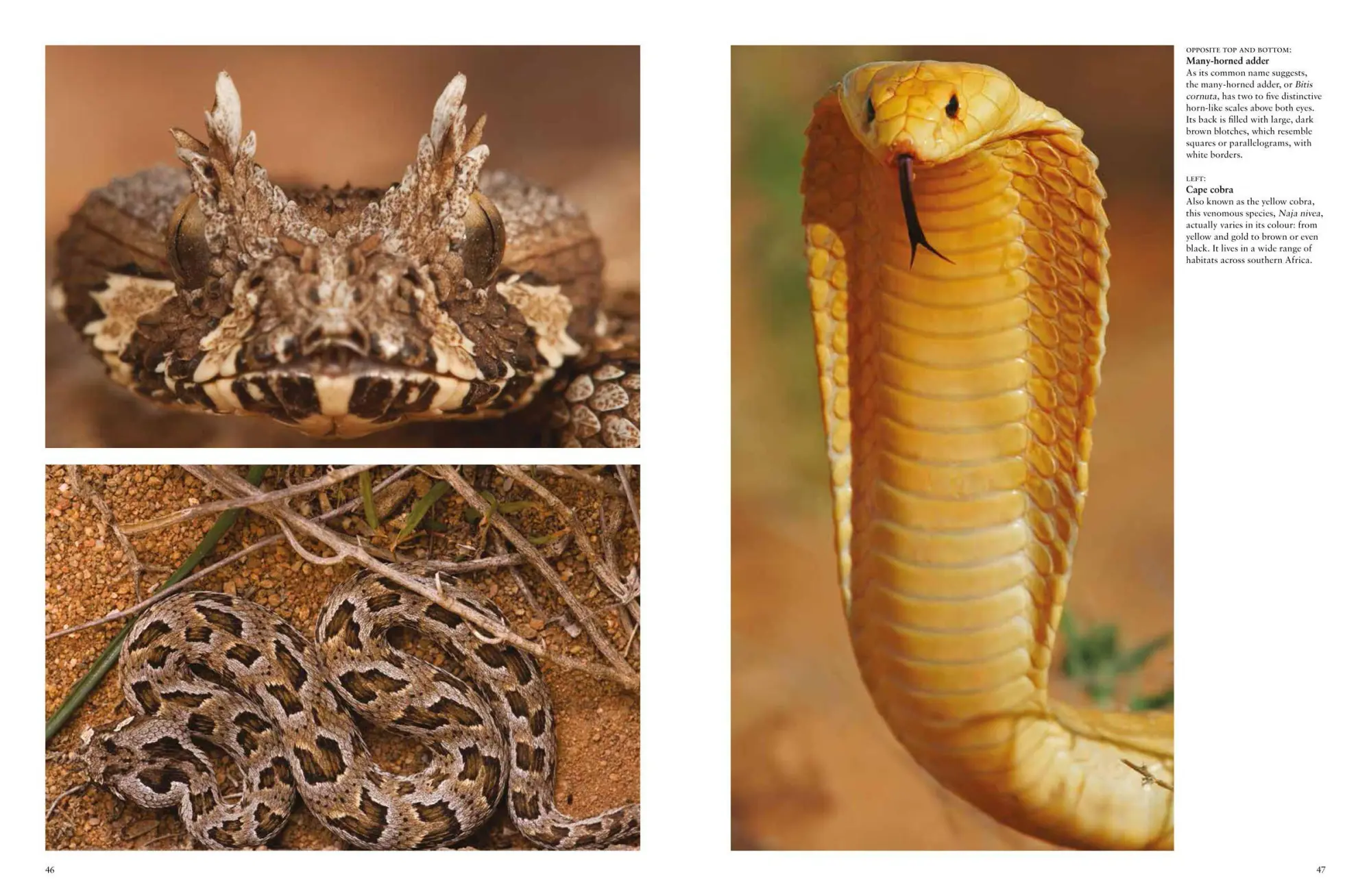 Bild: 9781838862848 | Snakes | From Vipers to Boa Constrictors | Julianna Photopoulos | Buch