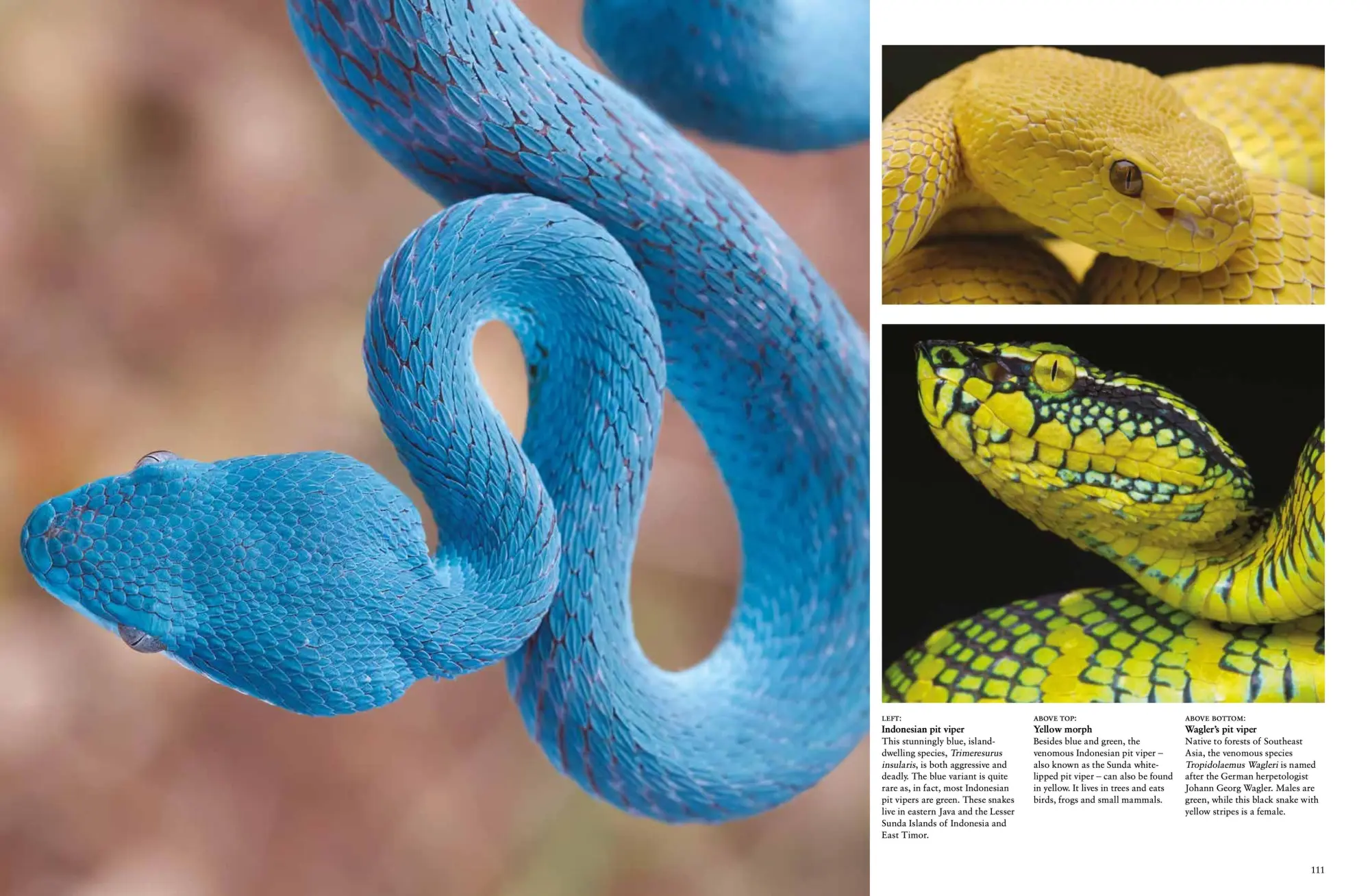 Bild: 9781838862848 | Snakes | From Vipers to Boa Constrictors | Julianna Photopoulos | Buch