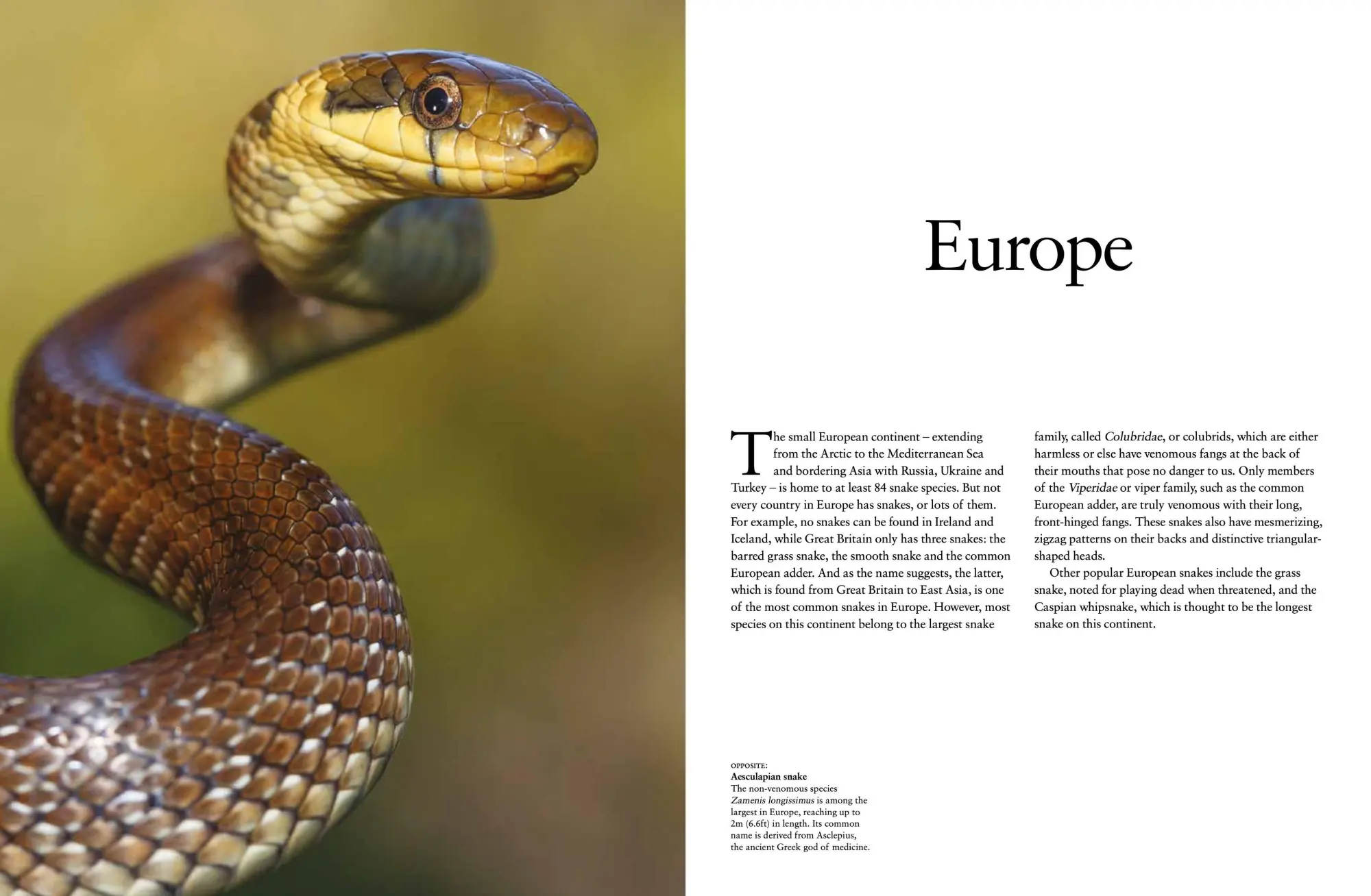 Bild: 9781838862848 | Snakes | From Vipers to Boa Constrictors | Julianna Photopoulos | Buch