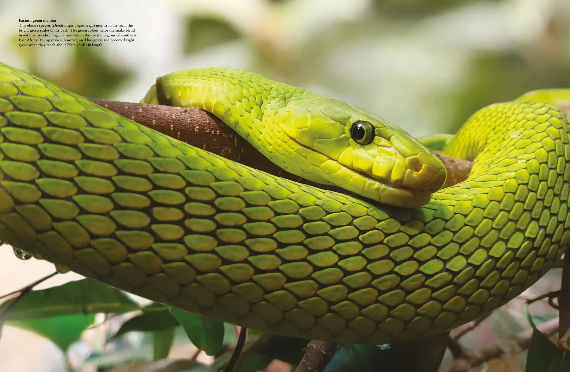 Bild: 9781838862848 | Snakes | From Vipers to Boa Constrictors | Julianna Photopoulos | Buch