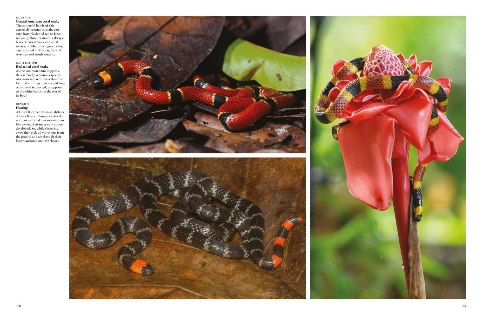 Bild: 9781838862848 | Snakes | From Vipers to Boa Constrictors | Julianna Photopoulos | Buch