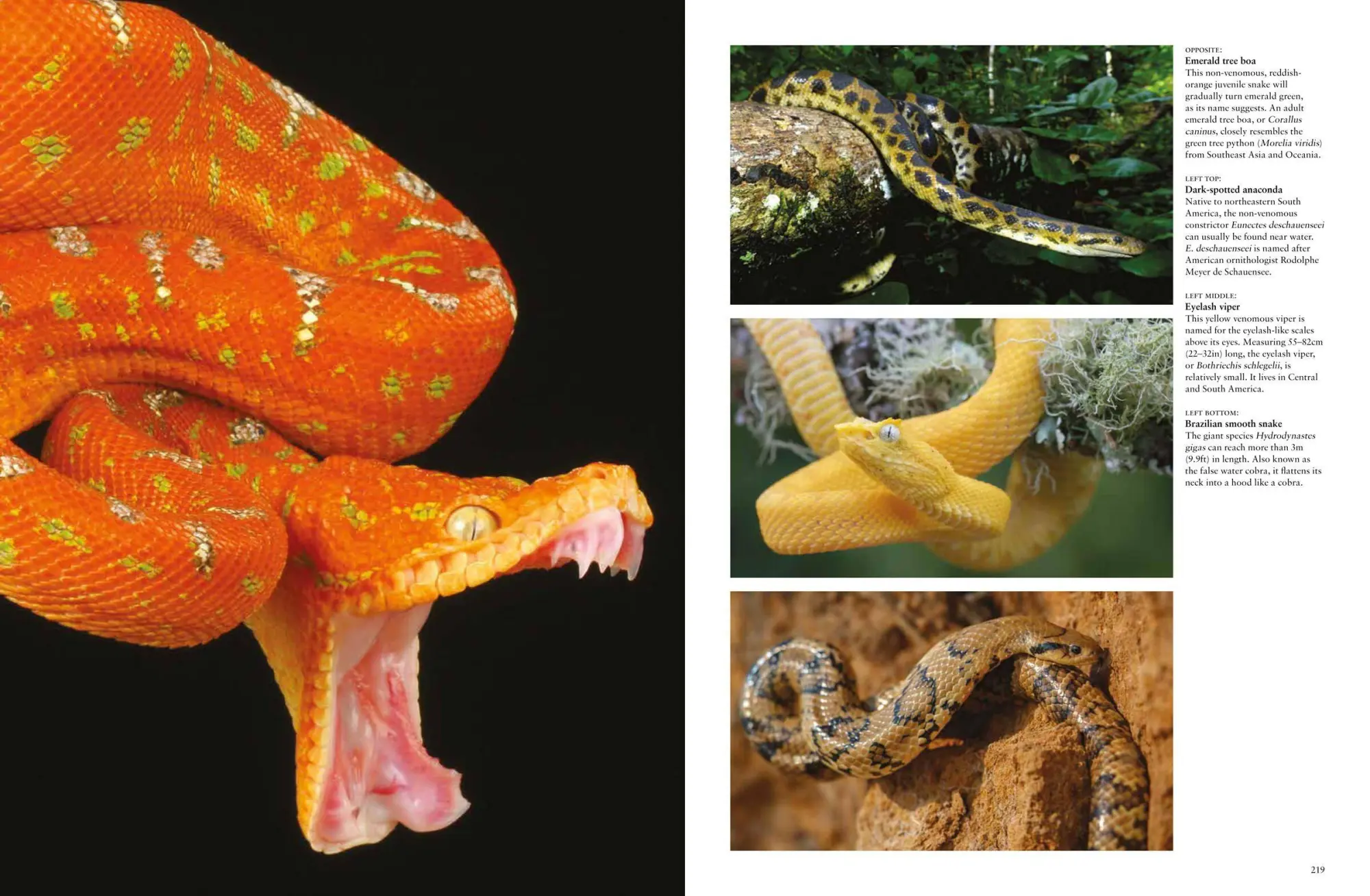 Bild: 9781838862848 | Snakes | From Vipers to Boa Constrictors | Julianna Photopoulos | Buch