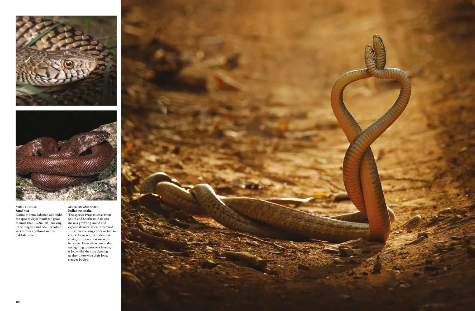 Bild: 9781838862848 | Snakes | From Vipers to Boa Constrictors | Julianna Photopoulos | Buch