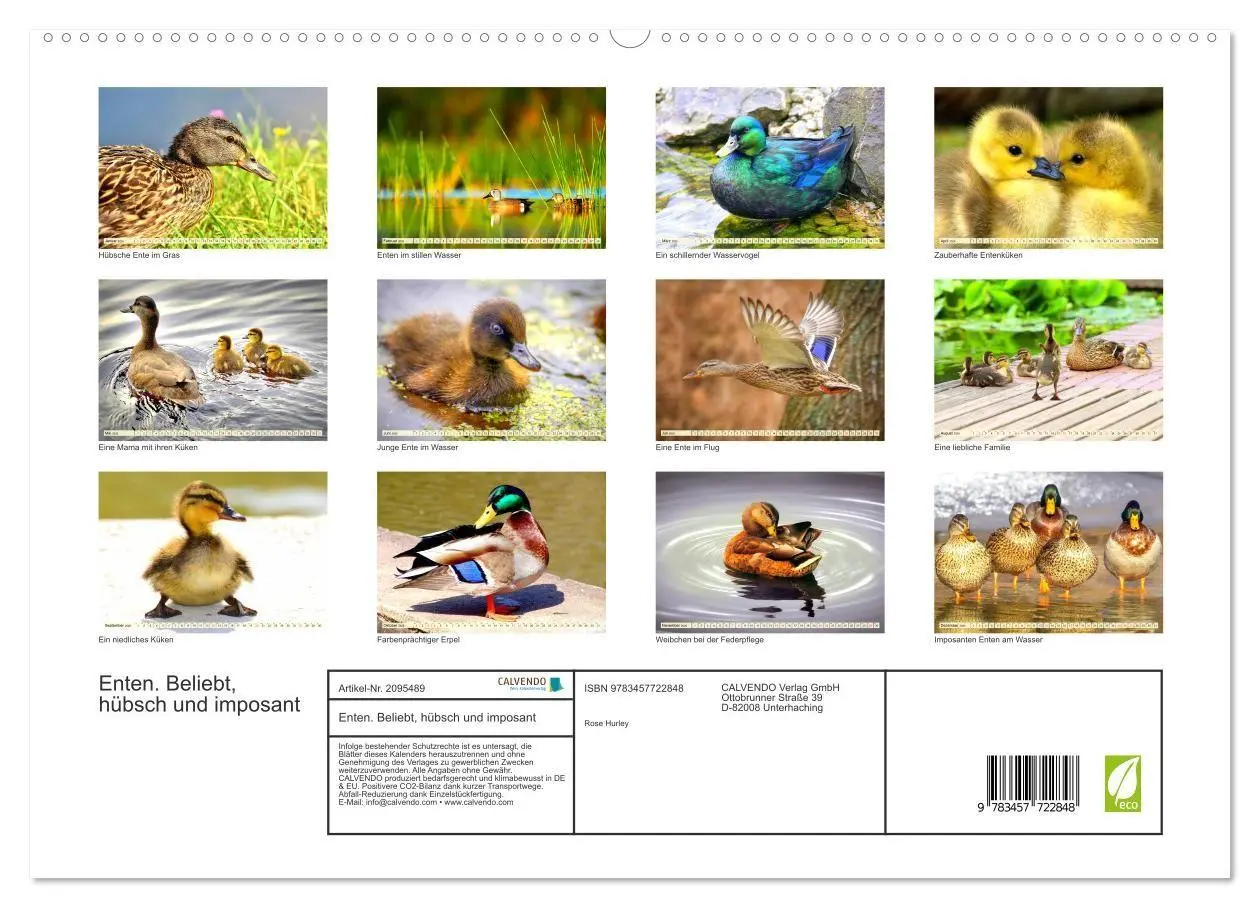 Bild: 9783457722848 | Enten. Beliebt, hübsch und imposant (hochwertiger Premium...