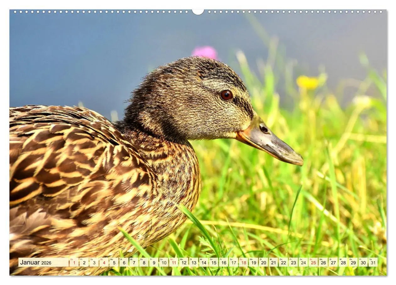 Bild: 9783457722848 | Enten. Beliebt, hübsch und imposant (hochwertiger Premium...