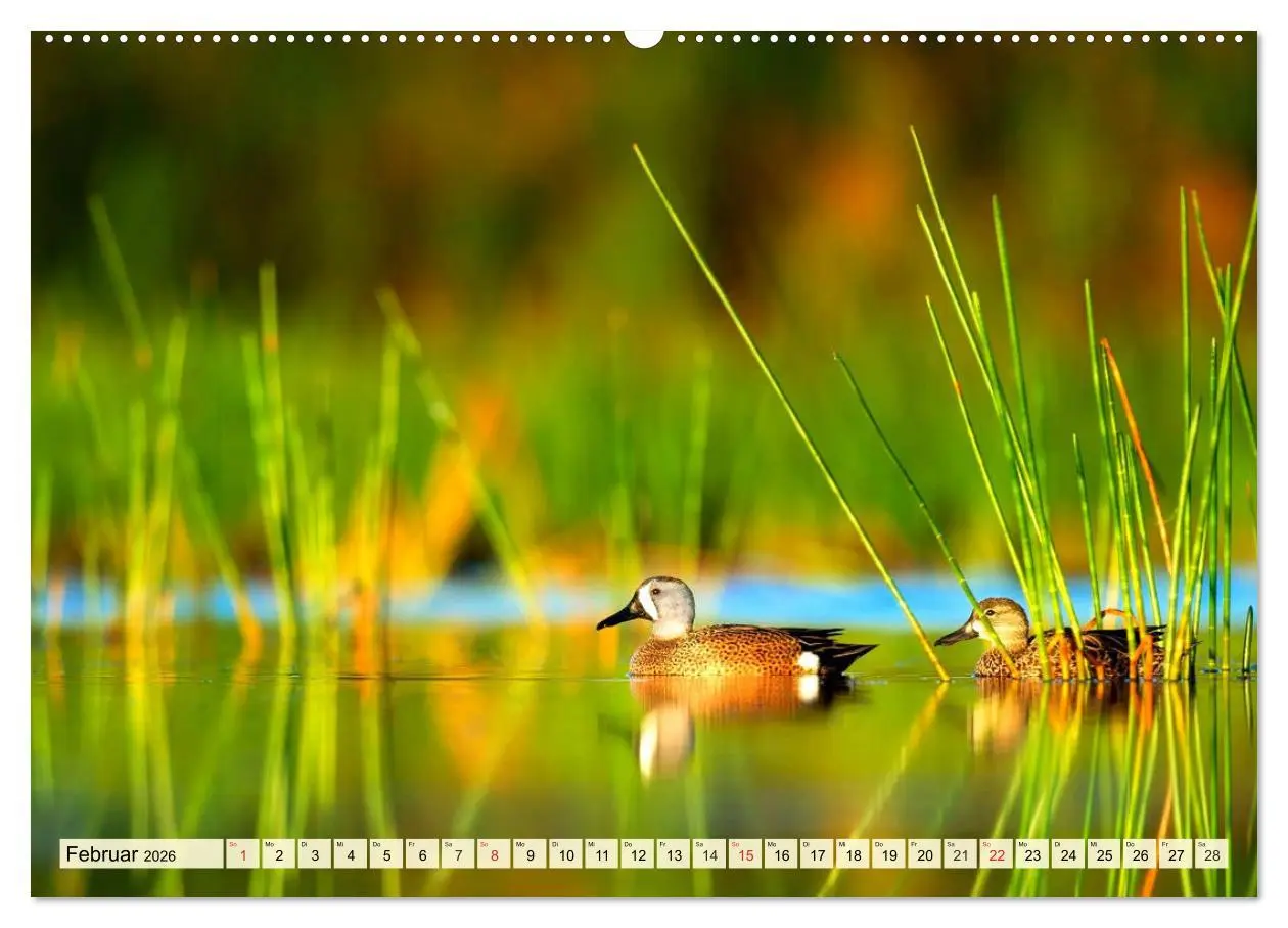 Bild: 9783457722848 | Enten. Beliebt, hübsch und imposant (hochwertiger Premium...