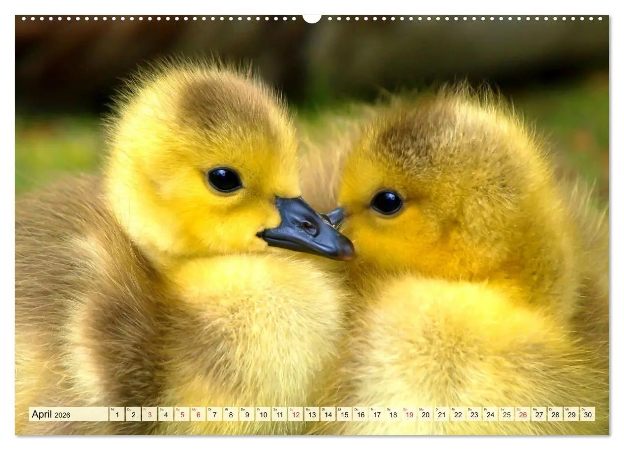 Bild: 9783457722848 | Enten. Beliebt, hübsch und imposant (hochwertiger Premium...