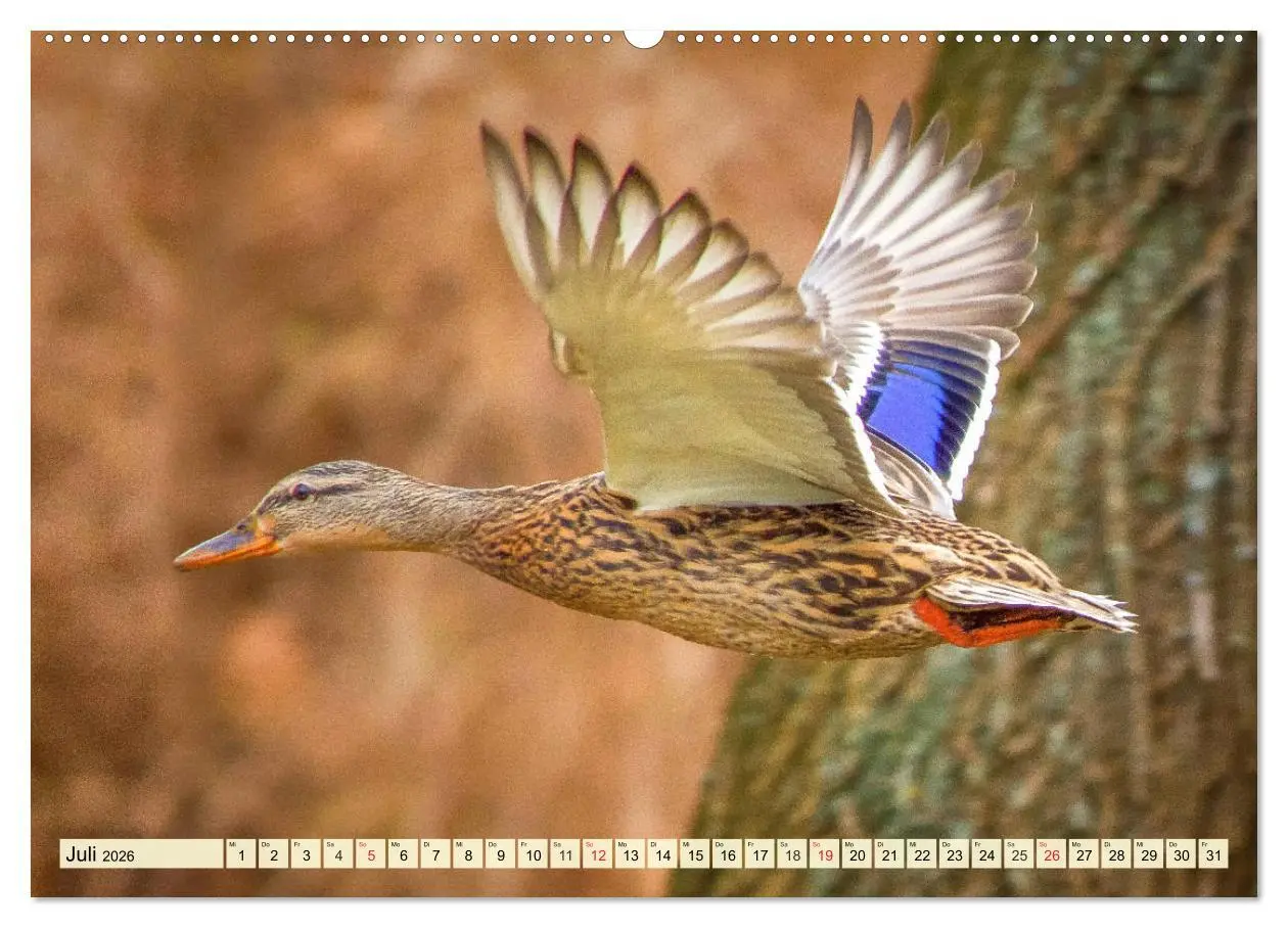 Bild: 9783457722848 | Enten. Beliebt, hübsch und imposant (hochwertiger Premium...