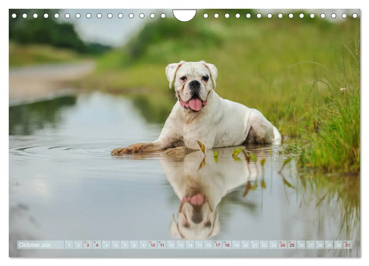 Bild: 9783457882948 | Gut - besser - Boxer (Wandkalender 2026 DIN A4 quer), CALVENDO...